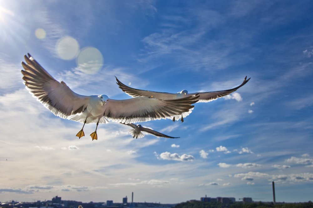 Высматривая добычу