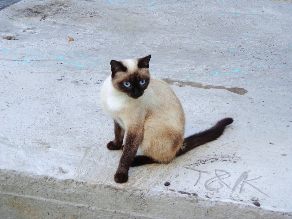 Голубоглазая модница