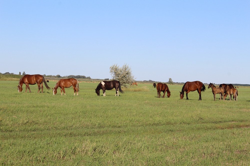 далеко-далеко на лугу пасутся кони
