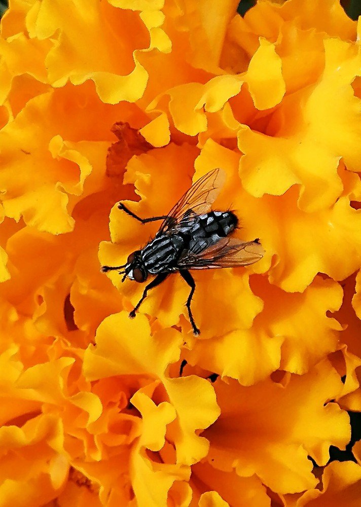 Муха на цветке Бархатце