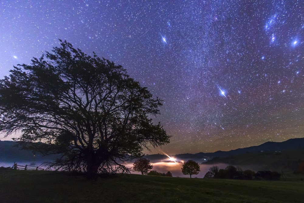 Dreams of the big tree