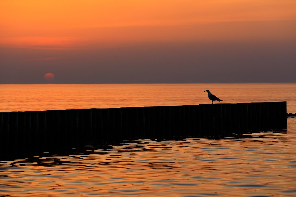 Я люблю тебя мой Апельсин