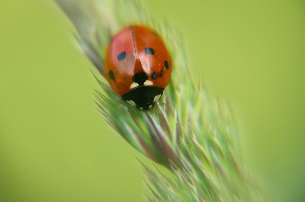 Photograph by Лозинский Ярослав