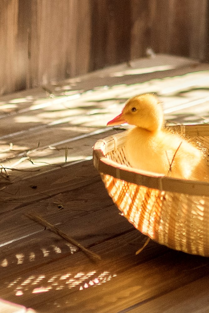 Солнечный утенок