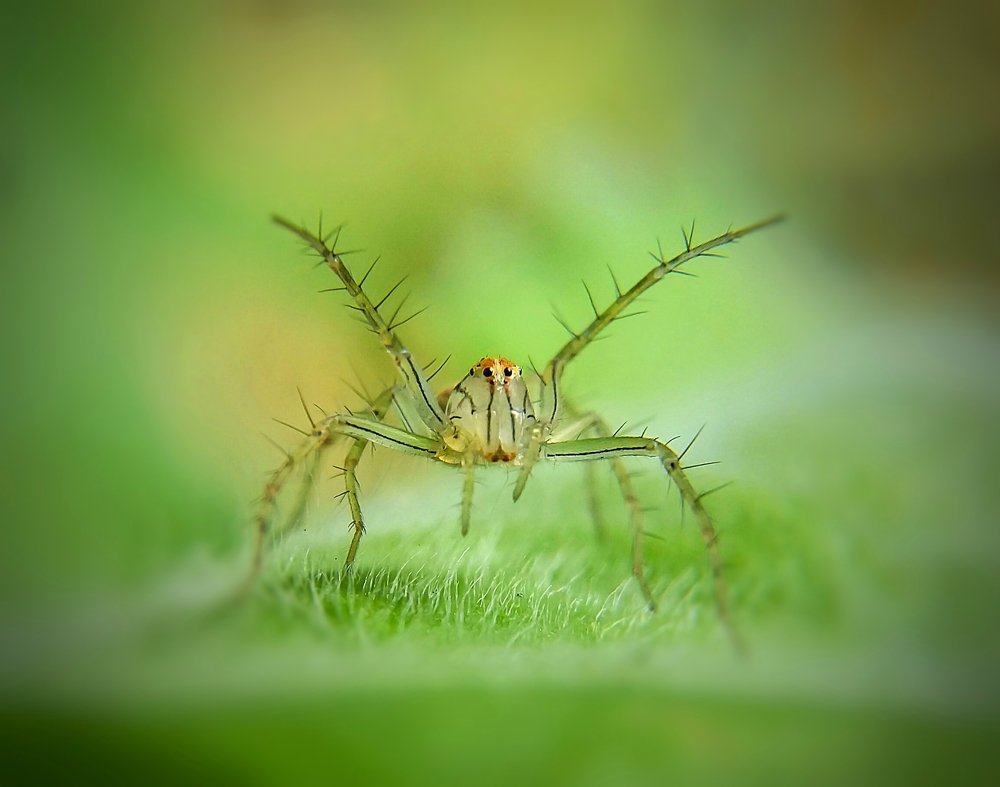 Lynx Spider