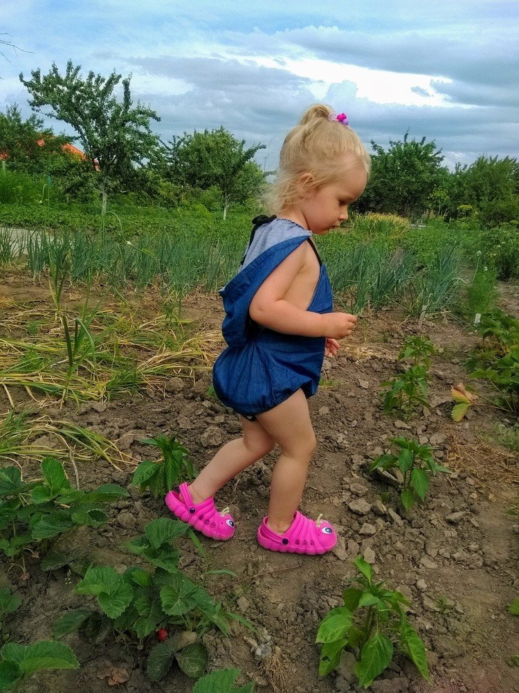 В поисках клубники