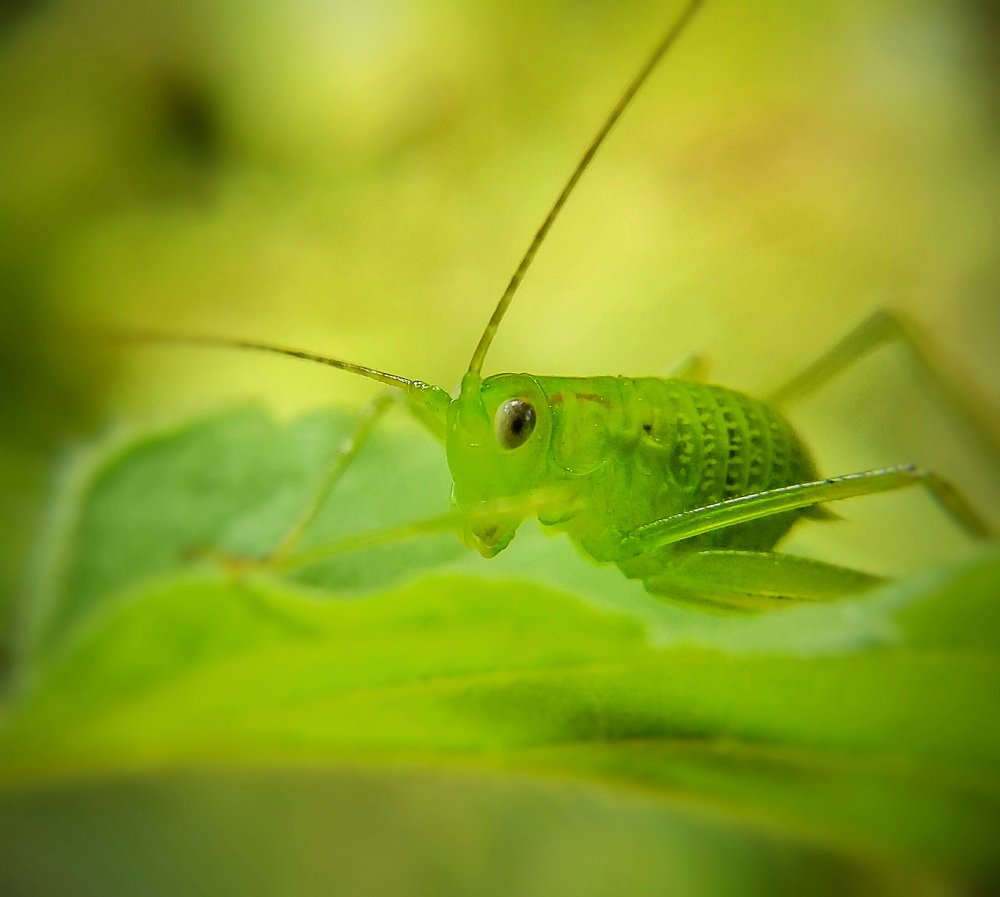 Green Bush Cricket
