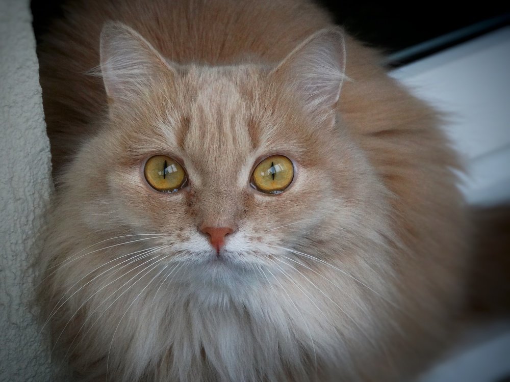 Ясный взгляд