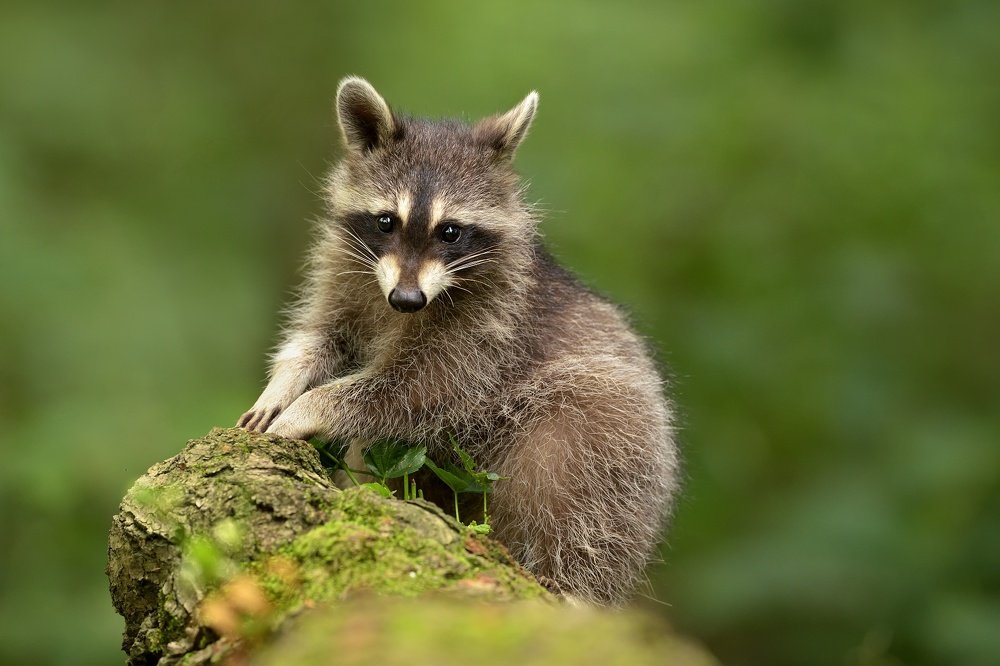 Raccoon