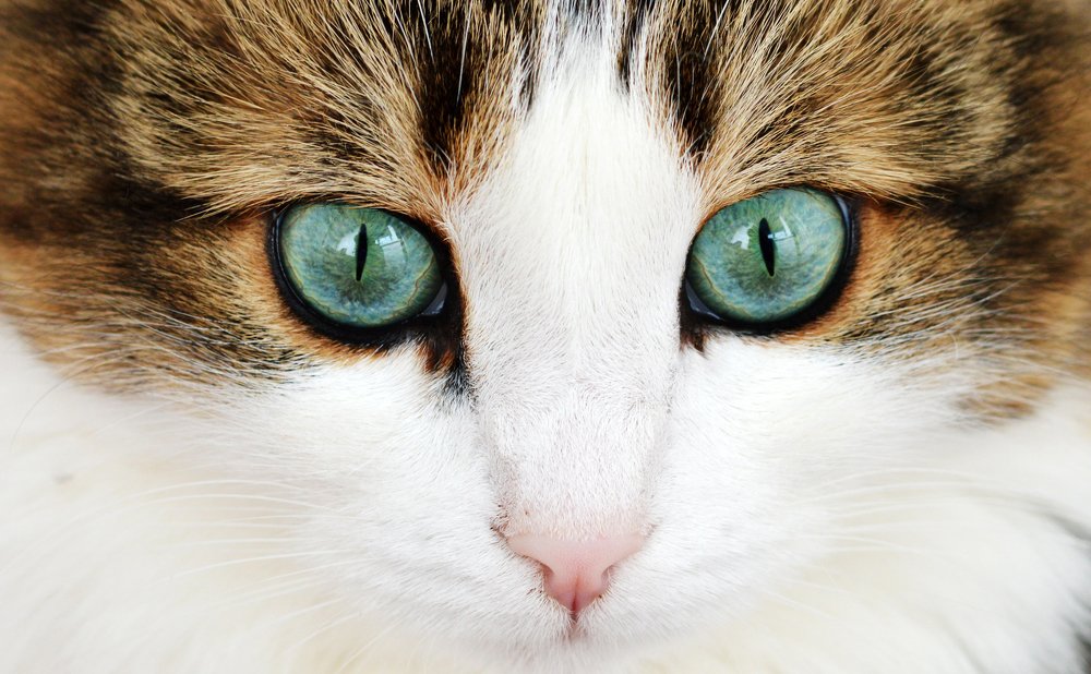 Твои глаза...!