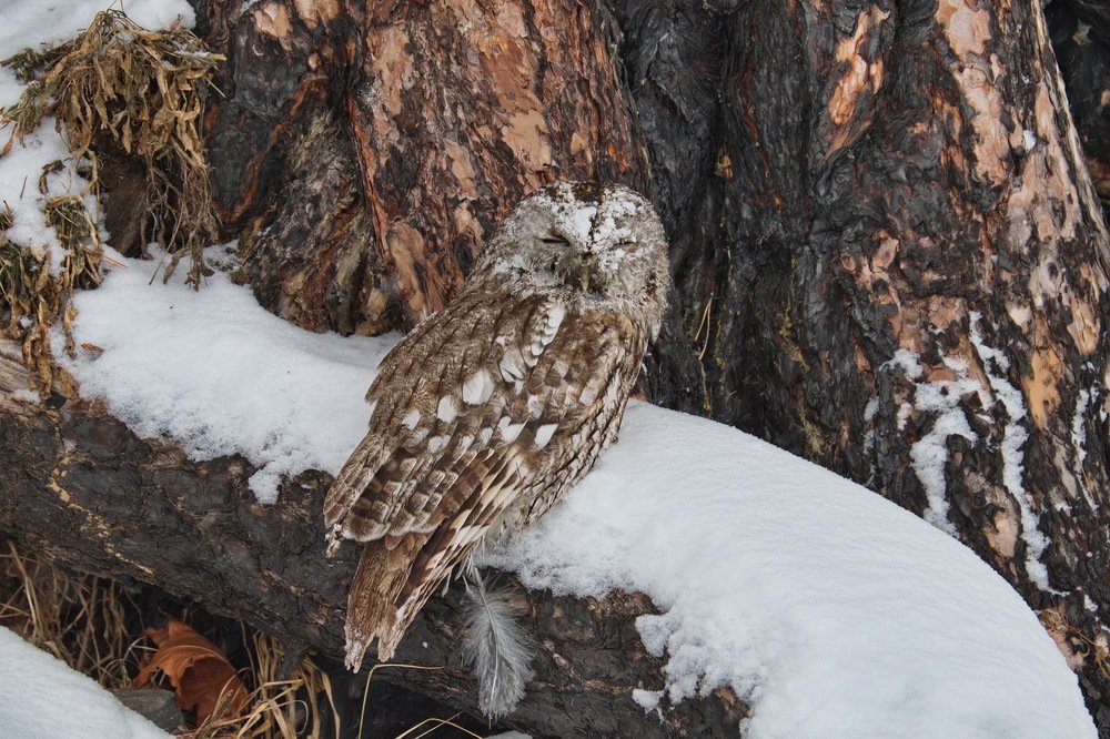 Охотничья маскировка