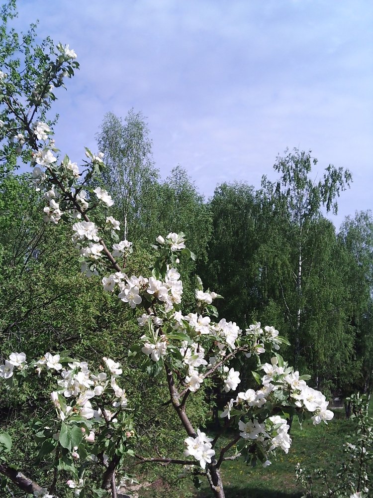 Ветка цветущей яблони