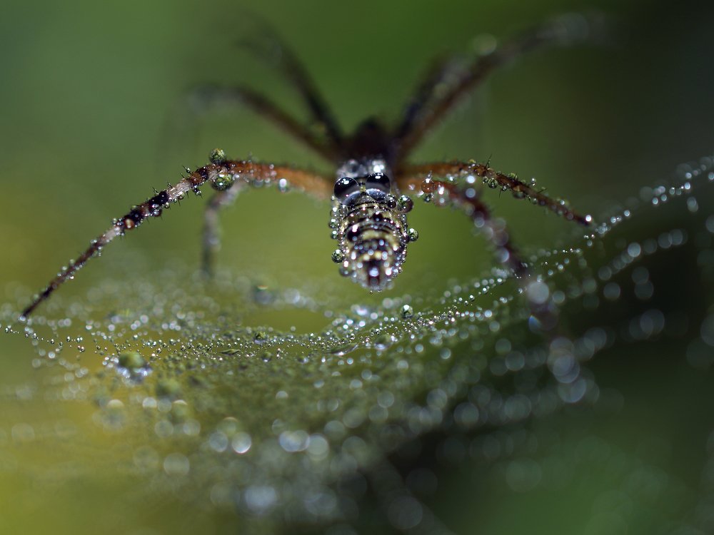 Хрустальная грусть