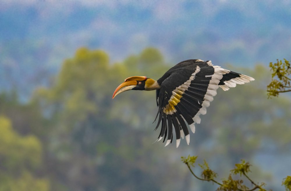 Great Indian Hornbill