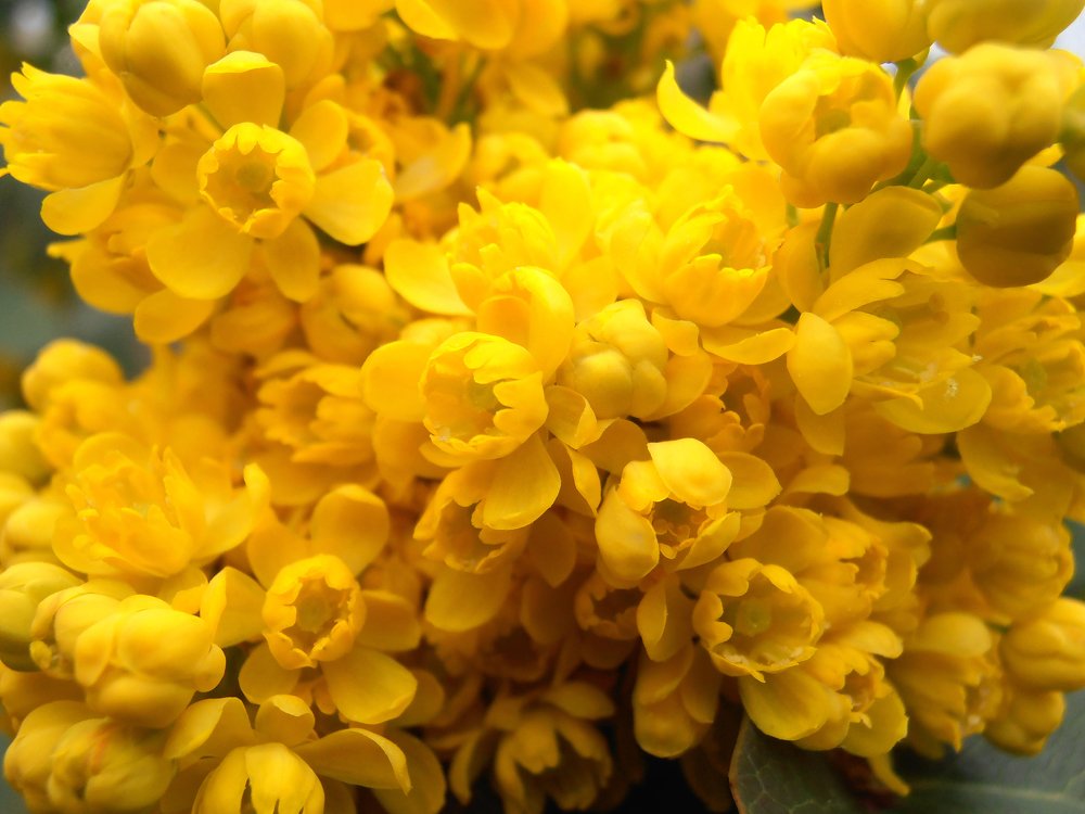 Yellow Flowers