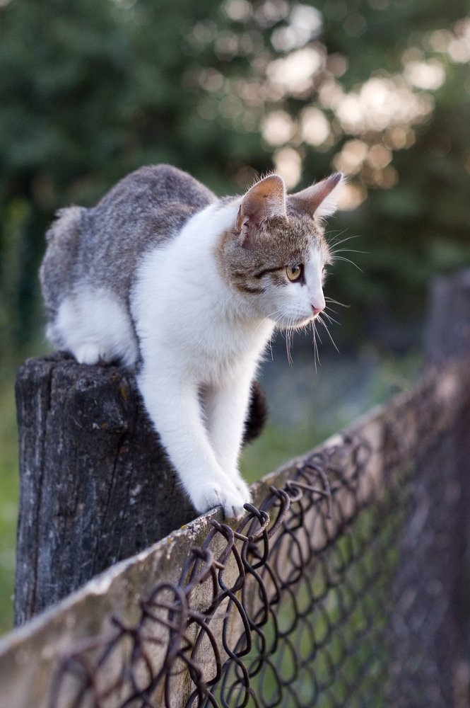 Hunter