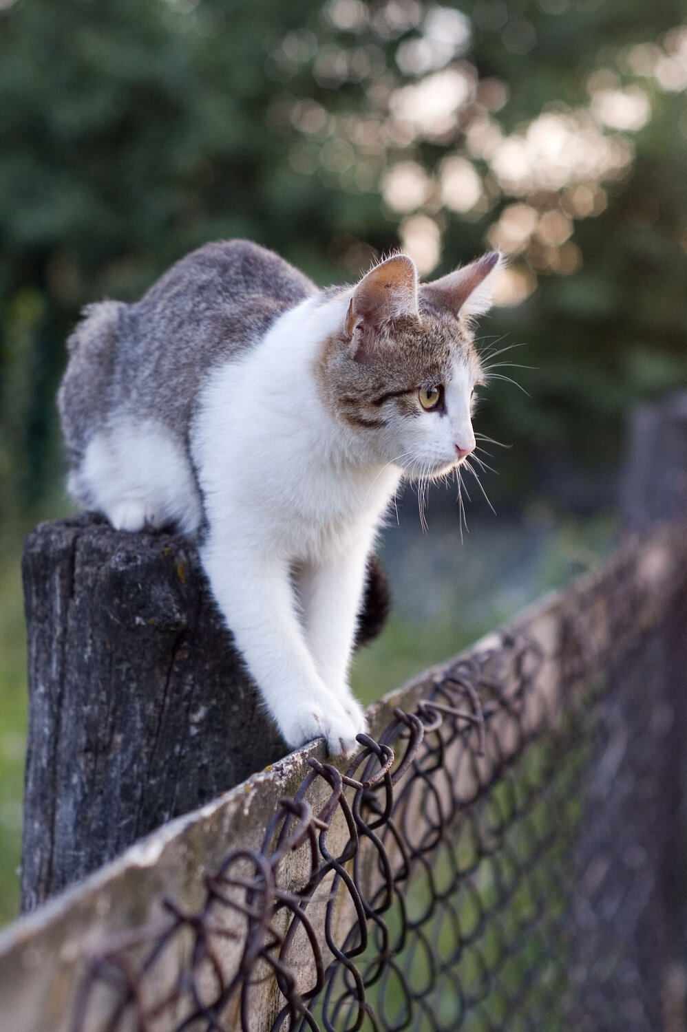 Hunter