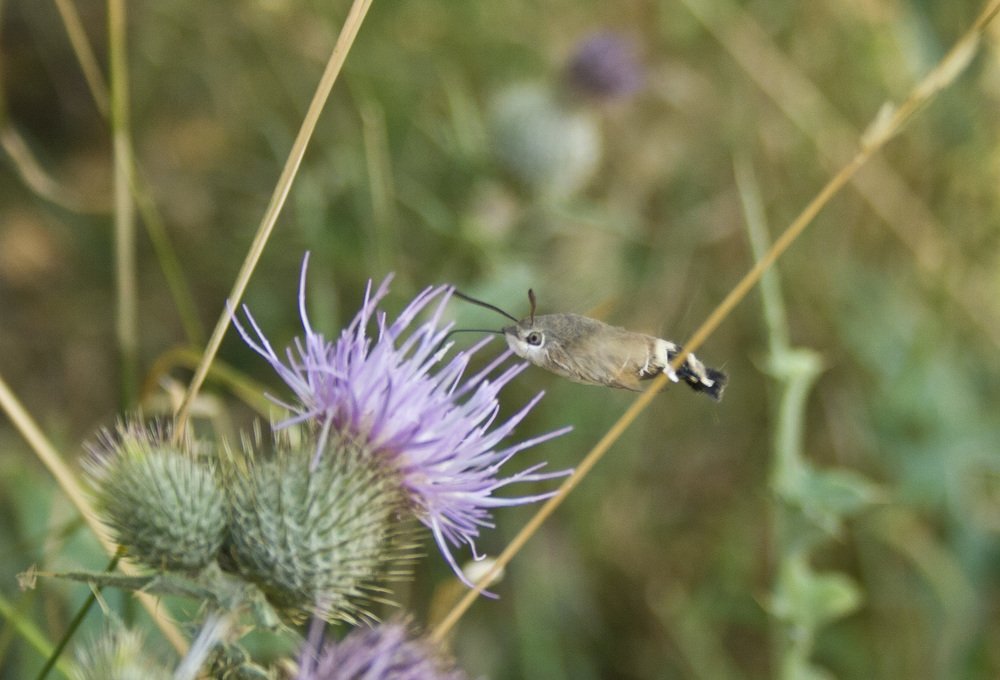 Местный «колибри»