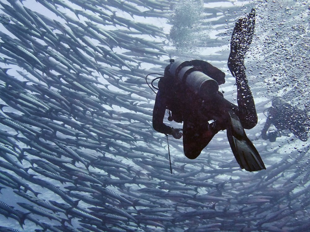 Танго барракуд