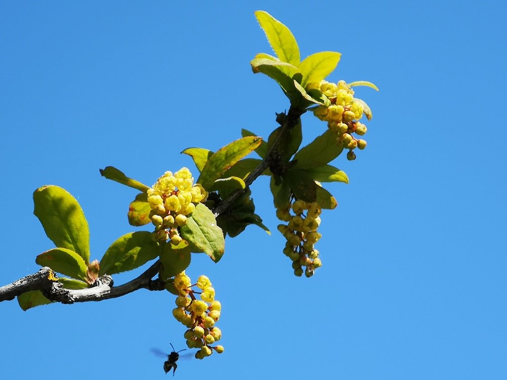 Желтое на голубом