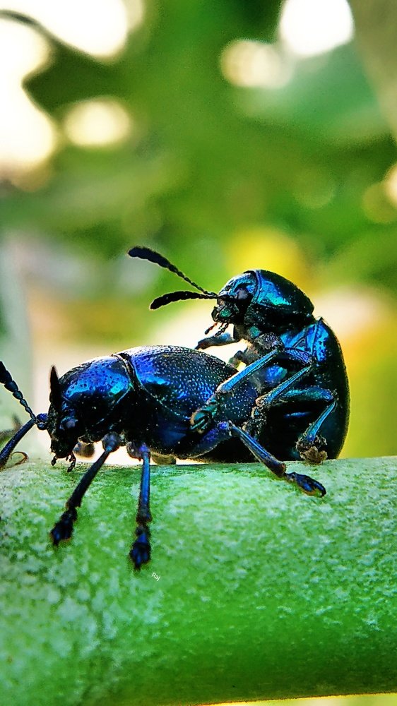 Mating Love