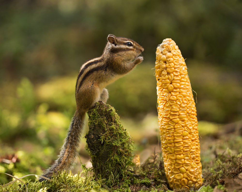 О! Кукурузный Бог! Подай пропитания на всю оставшуюся жизнь!