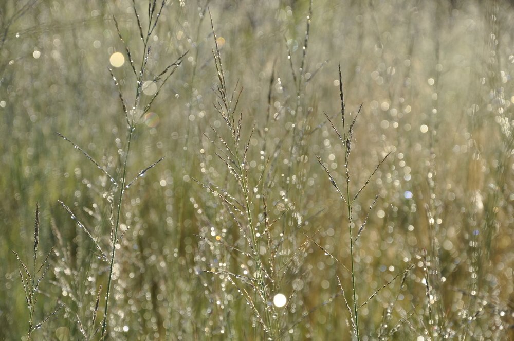 Солнечная роса.