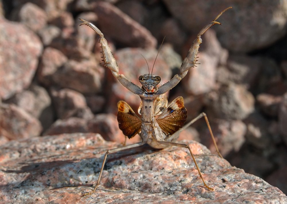 Руки вверх!