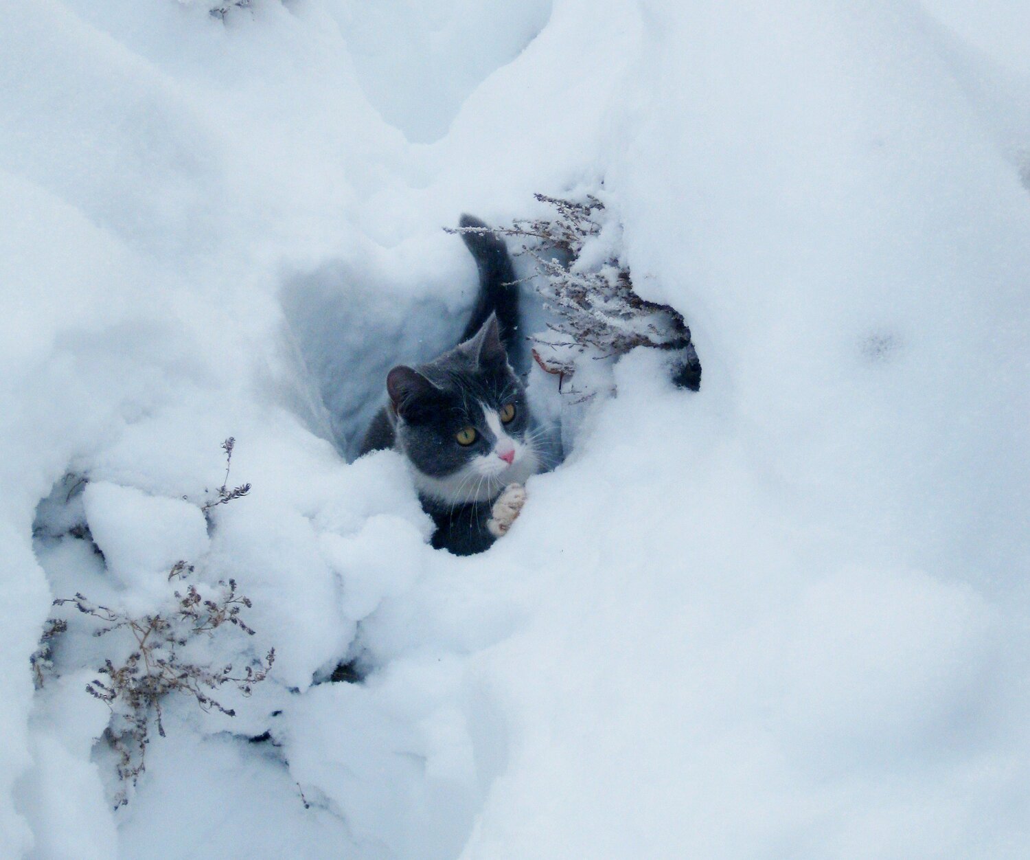 Photo #3459744
