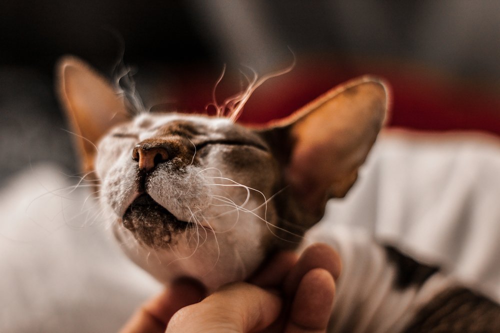 Photograph by Полина Каменкова