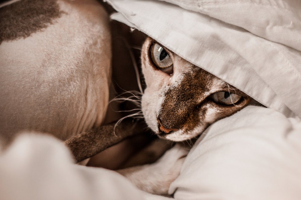 Photograph by Полина Каменкова