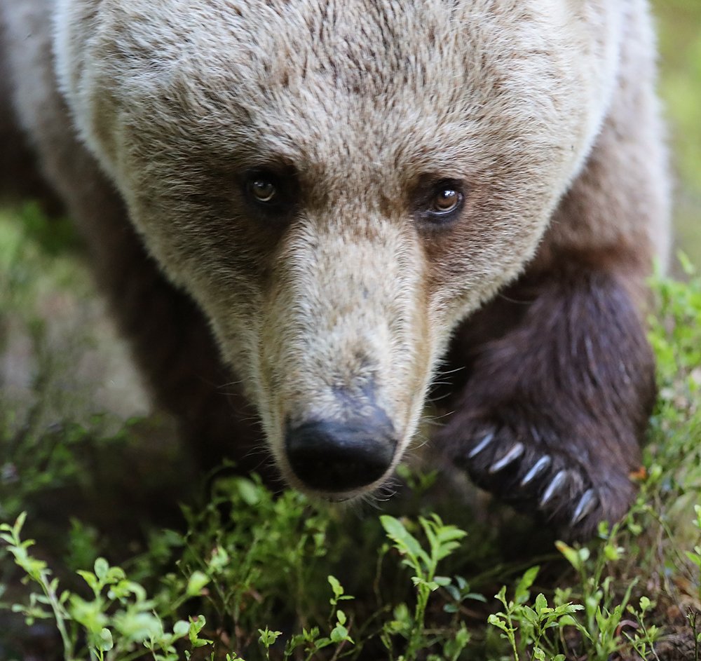 Таёжные встречи