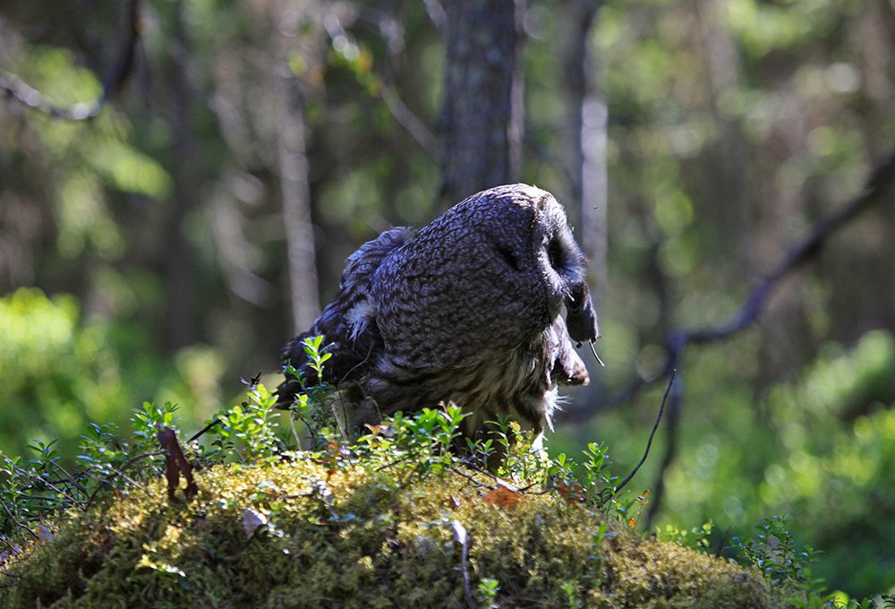 Удачный день