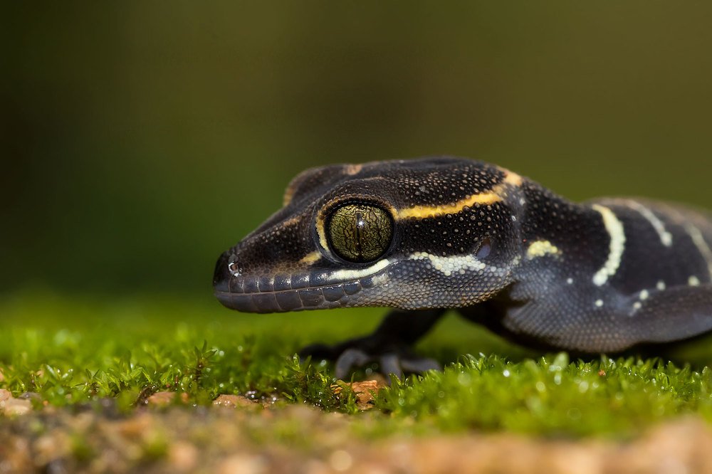 Bended Ground Gecko