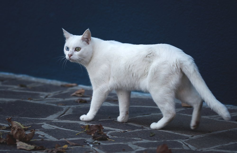 В оба глаза