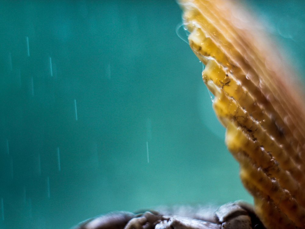 Photograph by Елена