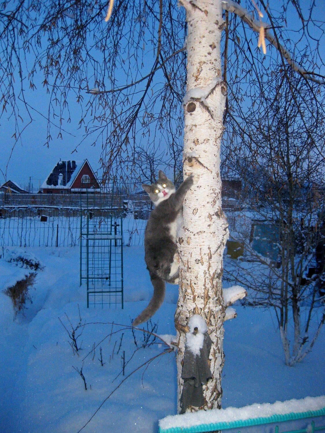 Photo #3460069