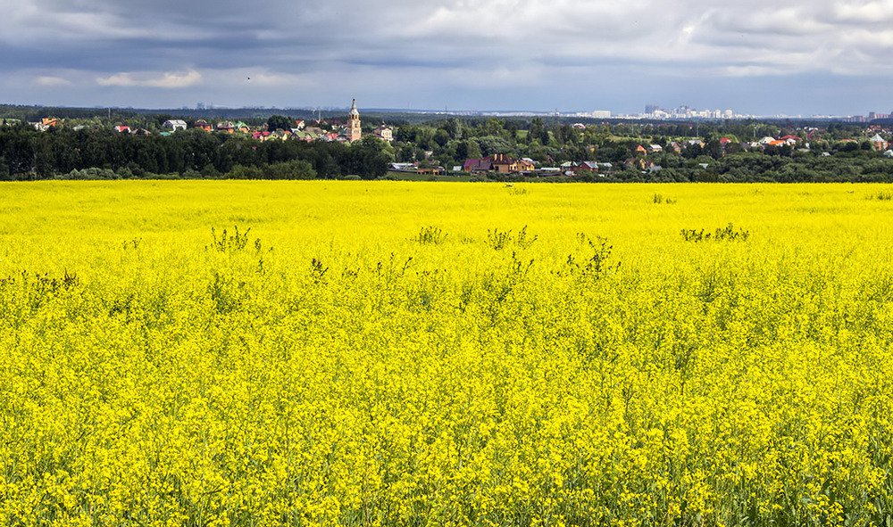 Сурепка цветет