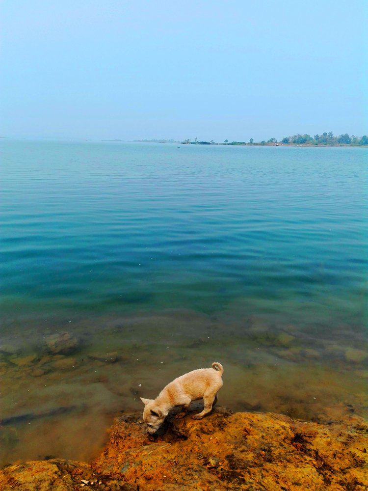 Dog in River coast.