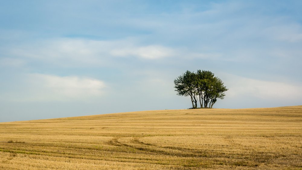 Traces after harvest