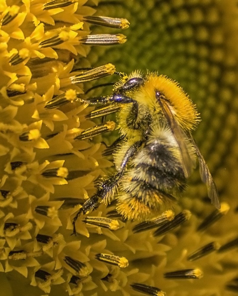 Нарядный шмель