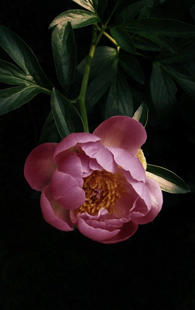 Photograph by Людмила М