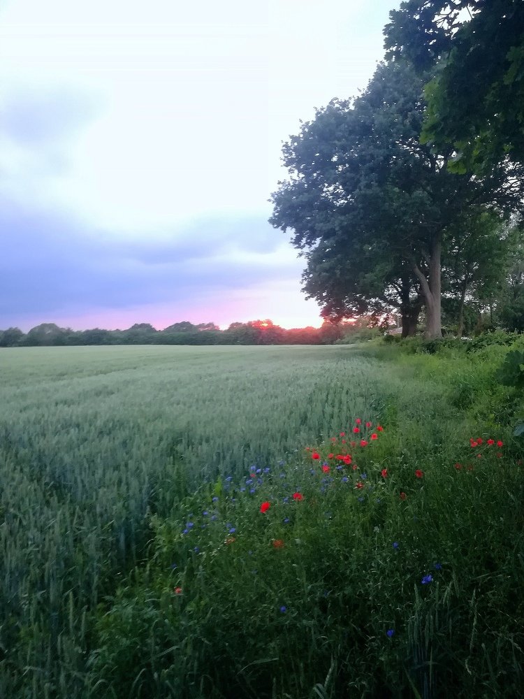 Photo #3460687