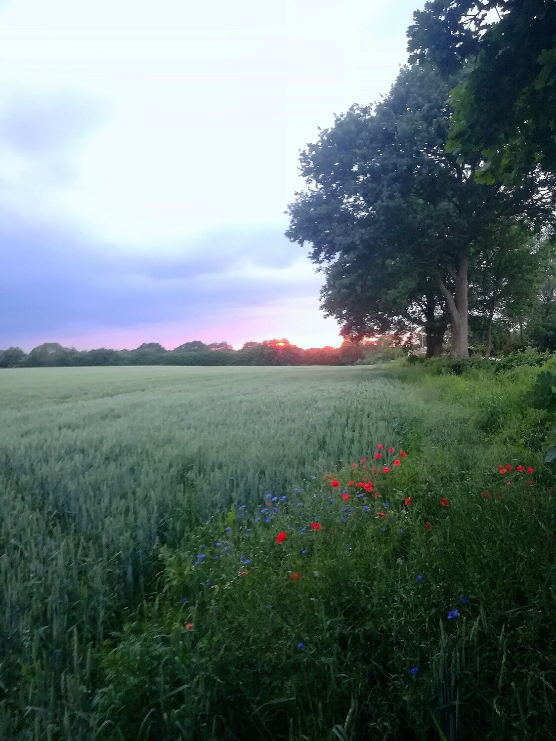 Photo #3460687