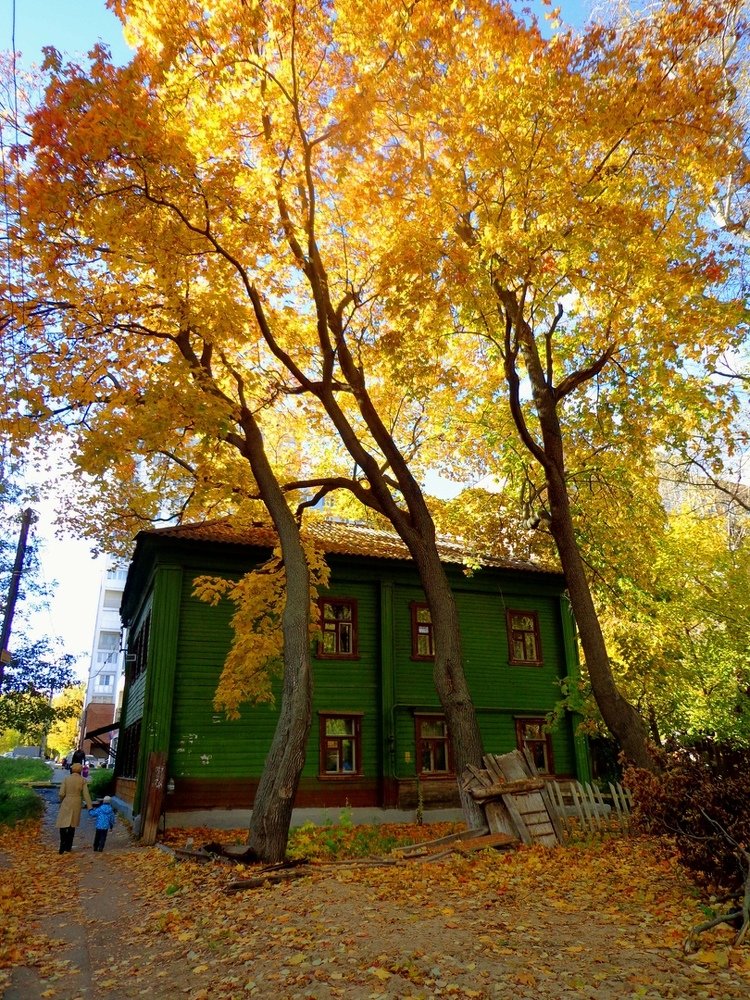 Золото осени.