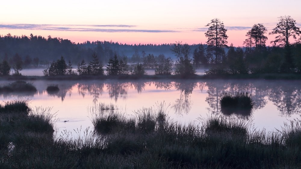 Розовый рассвет.