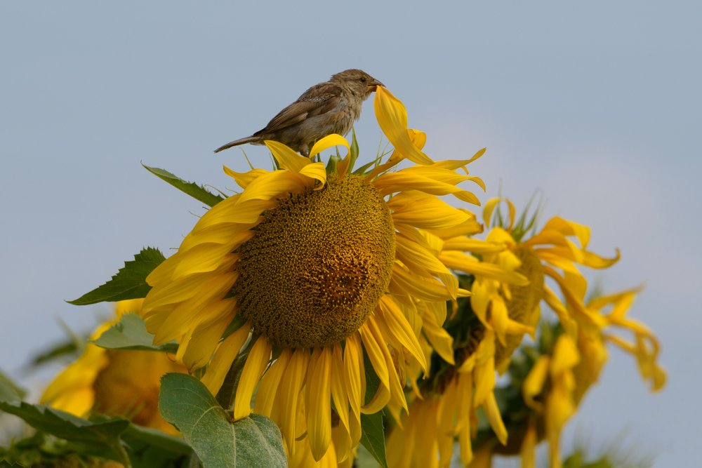 Sparrow on sunflower