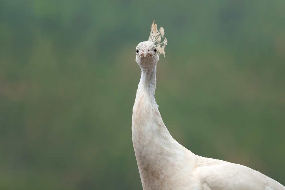 White peacock portrait