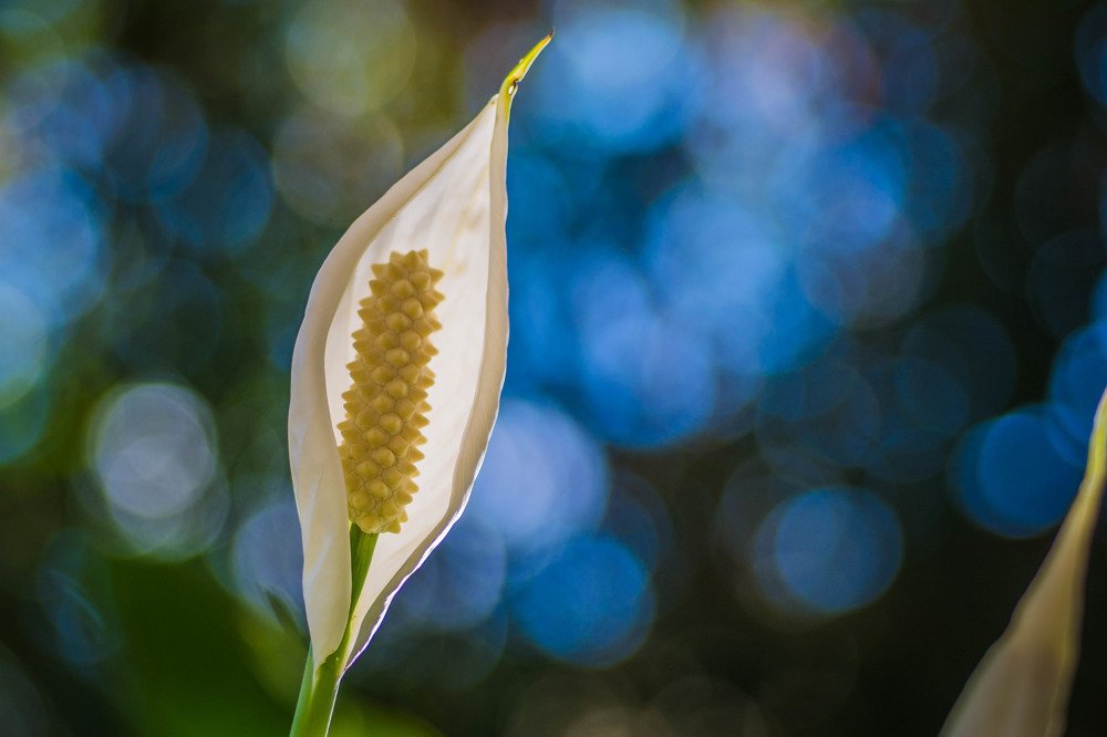 White Lily with blue Bokeh background