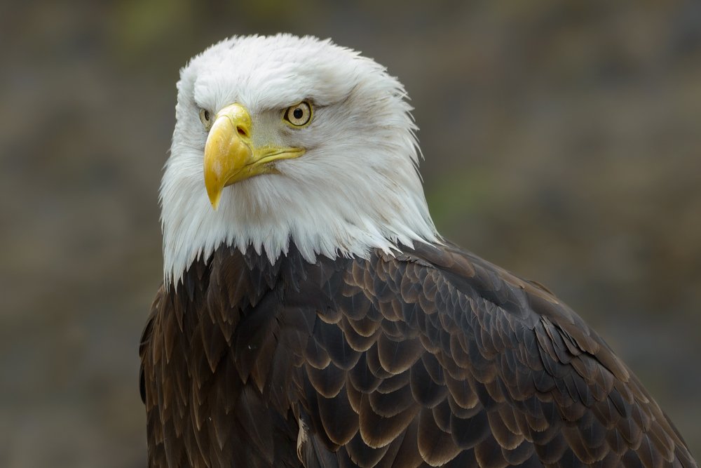 Eagle portrait